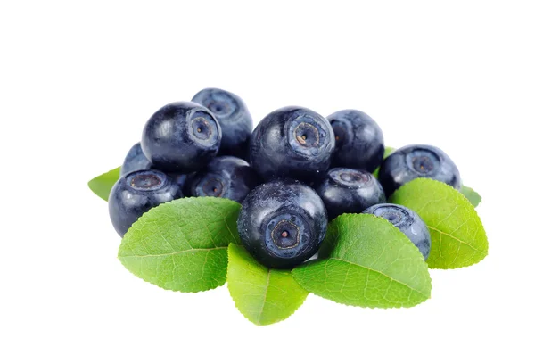 Yaban mersinli Şubesi