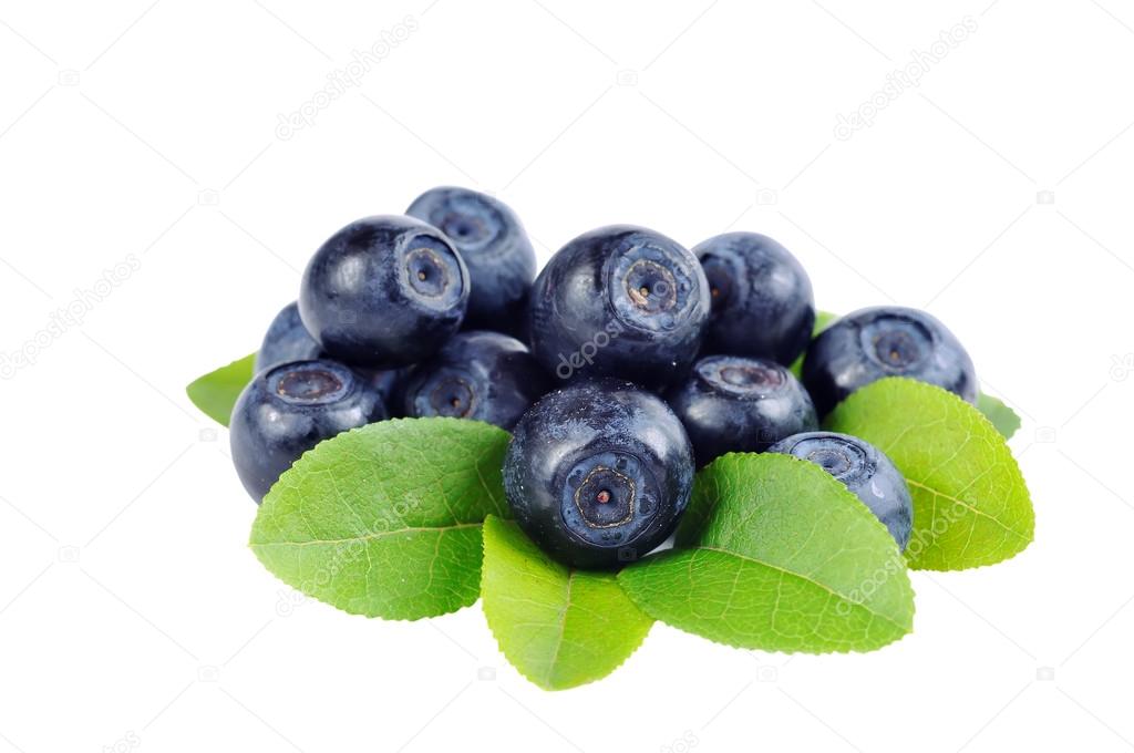 blueberry branch