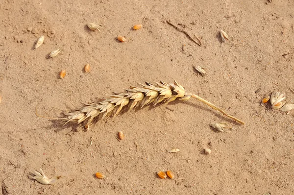 Wheat grain — Stock Photo, Image