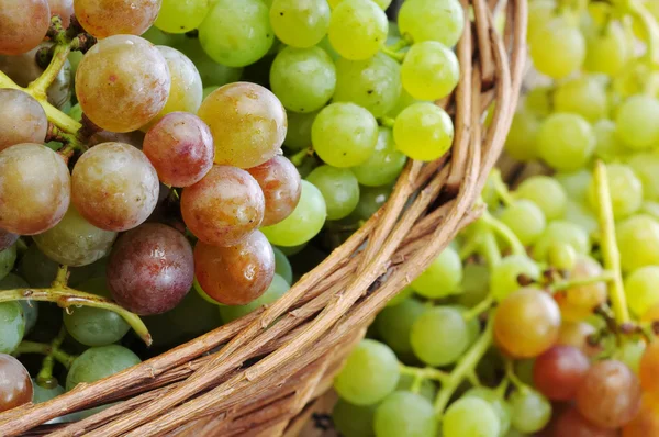 Grapes — Stock Photo, Image