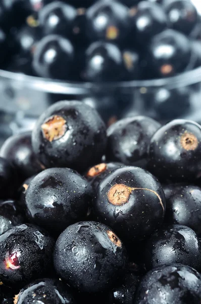 Schwarze Johannisbeeren — Stockfoto