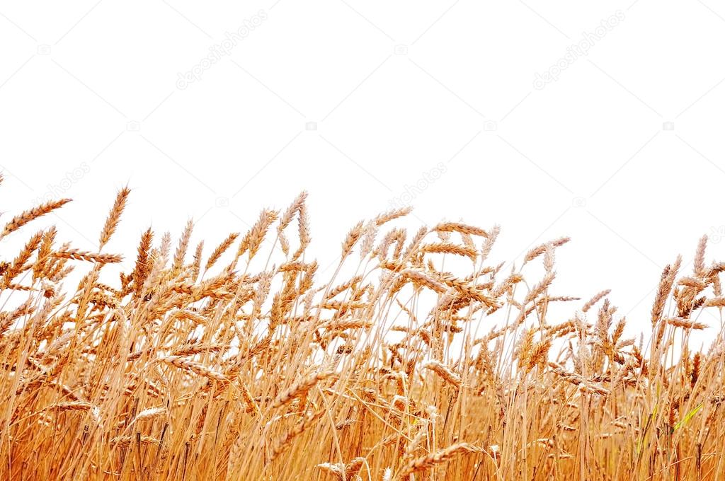 Wheat