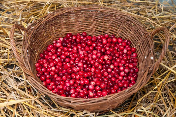 Cranberries — Stock Photo, Image