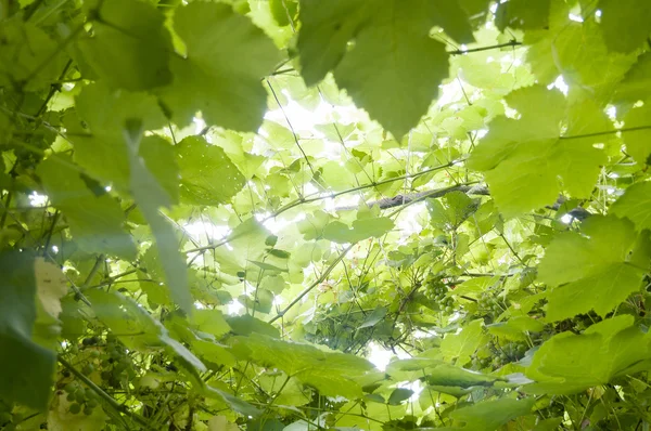 Uvas verdes — Fotografia de Stock