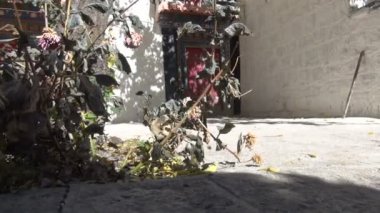 Genel bir Tibet Bahçe shot ve bileşik video izlemek