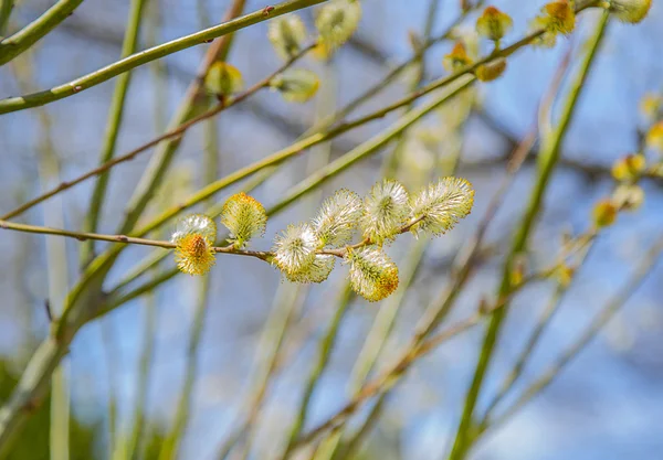 Saule-chatte, jour du printemps . — Photo