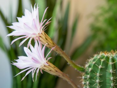 evde çiçek açan kaktüs