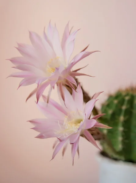 Cactus en fleurs à la maison Photo De Stock