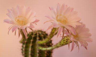 evde çiçek açan kaktüs