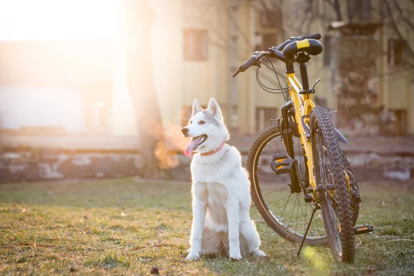 Grey husky sitting near the bike — Stock Photo, Image