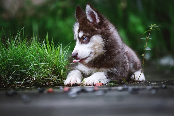 Cute Siberian Husky Dog Sit Looking Something Garden Natural Background — Stock Photo, Image