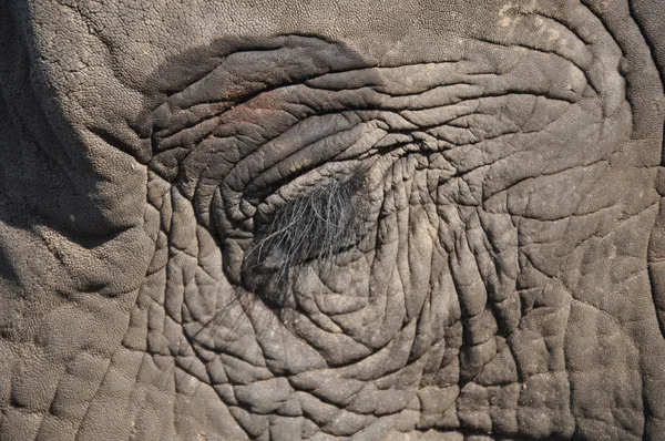 Elefanten ganz nah — Stock Photo, Image