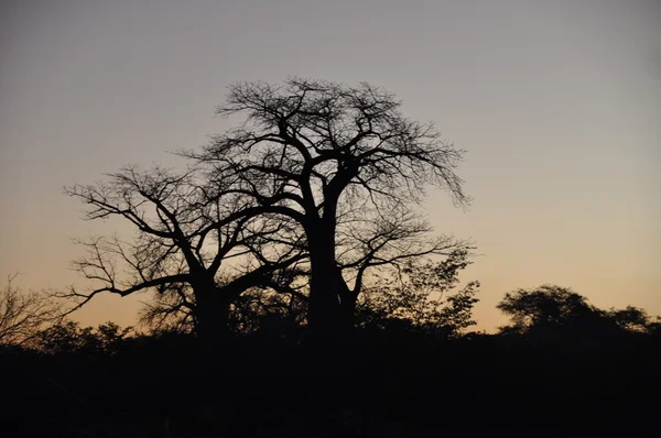 Two baobab trees — Stock Photo, Image