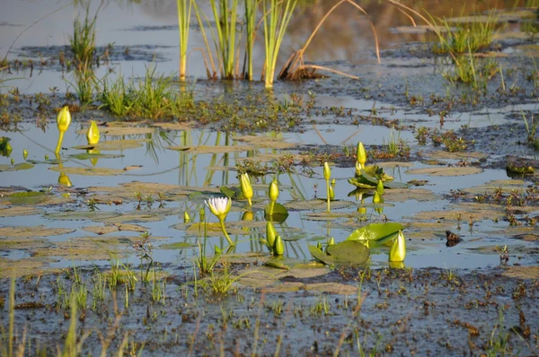 Vijver met waterlelies — Stockfoto