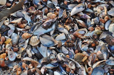 Kumsalda deniz kabukları