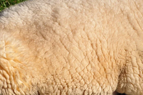 Closeup Sheep Skin — Stock Photo, Image