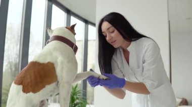 Veteriner kadın veteriner veteriner kliniğinde köpeği muayene ediyor. Tıbbi işler. Veteriner tıbbı konsepti