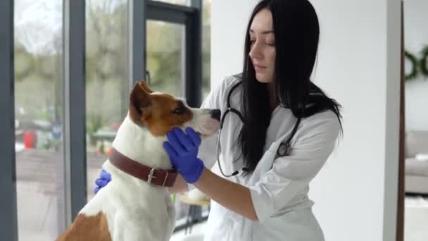 Vet έλεγχο ένα λευκό κίτρινο amstaff στην κλινική. Κτηνιατρική ιατρική έννοια. Έννοια φροντίδας ζώων — Αρχείο Βίντεο