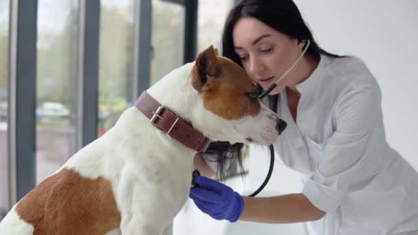 Veteriner kadın doktor veteriner kliniğinde köpeği steteskopla inceliyor. Veteriner tıbbı konsepti. Hayvan bakımı konsepti — Stok video