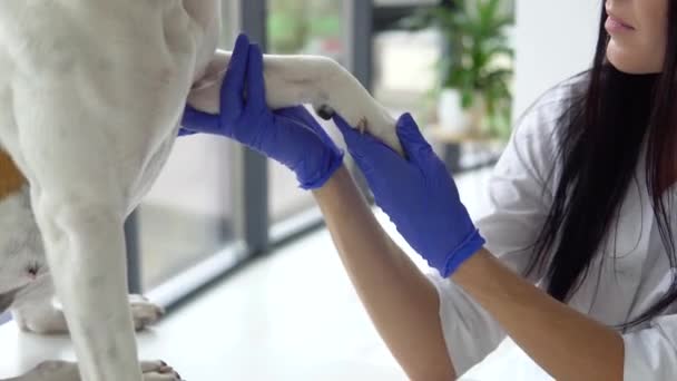 Dierenarts controleert een wit geel amstaff in kliniek — Stockvideo