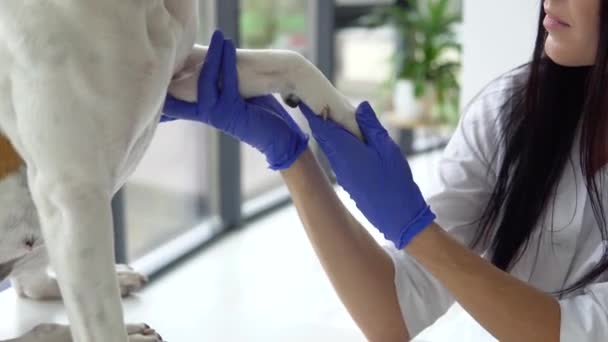 Vet checking a white yellow amstaff in clinic — Stock Video