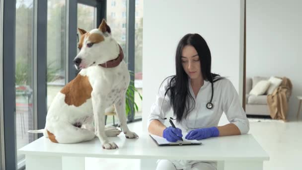 Vrouwelijke dierenarts inspecteert de hond in de veterinaire kliniek. Medische zaken. Begrip diergeneeskunde — Stockvideo