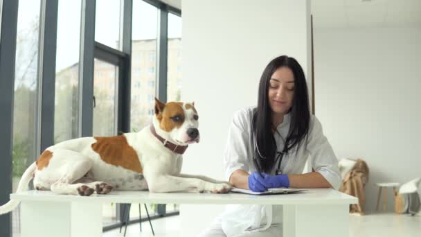 Una veterinaria femenina examina un staffordshire terrier americano. El perro está sentado en la mesa, una mujer es un veterinario haciendo un examen. concepto de cuidado de mascotas — Vídeo de stock