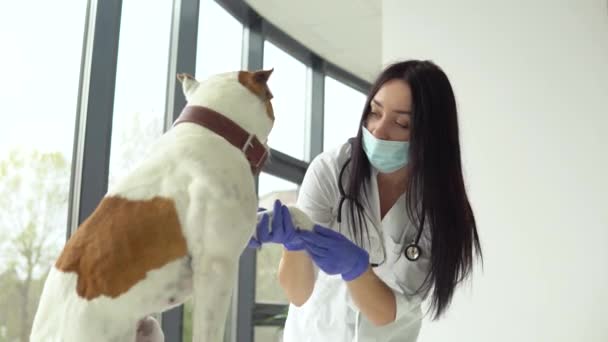Tıbbi maskeli kadın veteriner veteriner, veteriner kliniğindeki köpeği kontrol eder. Tıbbi işler. Veteriner tıbbı konsepti — Stok video