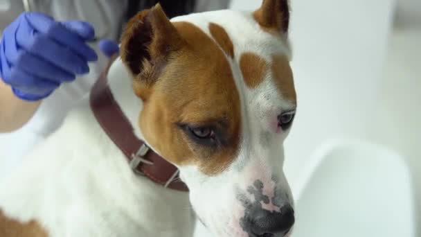 American Staffordshire terrier su esame da un veterinario. Affari medici. Concetto di medicina veterinaria — Video Stock