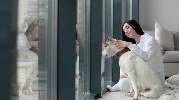 Jovem mulher acariciando seu cão de raça pura enquanto sentado no chão perto da janela. Hobbies, animais e conceito de interior — Vídeo de Stock