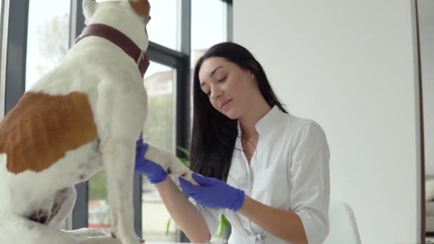 在兽医的检查下，美国斯塔福德郡的宠物狗。兽医医学概念 — 图库视频影像