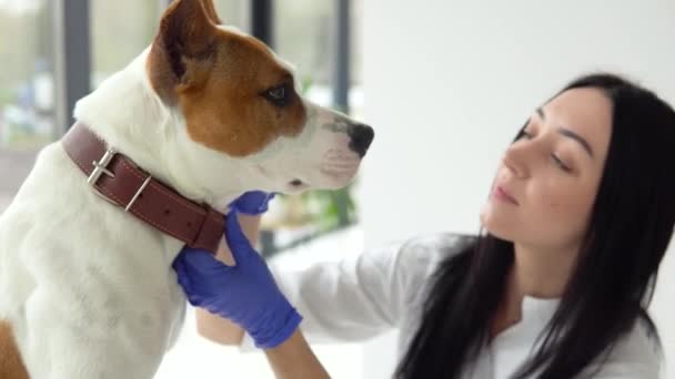 Veteriner kadın veteriner veteriner kliniğinde köpeği muayene ediyor. Tıbbi işler. Veteriner tıbbı konsepti — Stok video