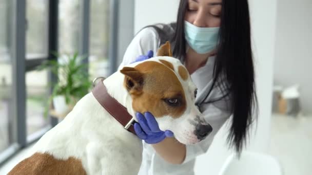 Tıbbi maskeli bir veteriner klinikte beyaz sarı bir ambülansı kontrol ediyor. — Stok video