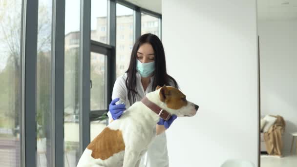 Vet zrobić zastrzyk psu w klinice — Wideo stockowe