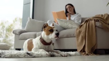 Genç bir kadın köpeğiyle rahatlıyor. Güzel, modern bir dairede kitap okuyor.