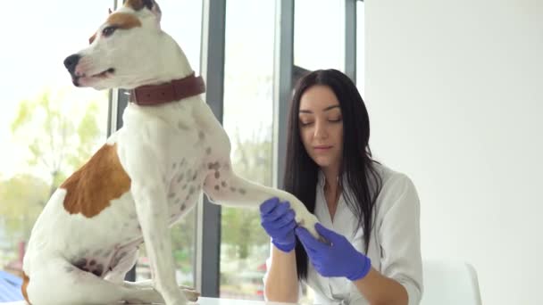 En kvinnlig veterinär undersöker en amerikansk Staffordshire terrier. Hunden sitter på bordet, en kvinna är veterinär som gör en undersökning. Djurskötsel — Stockvideo