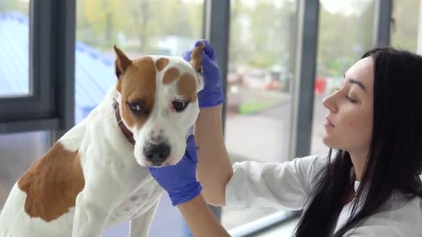 Amerikanska Staffordshire terrier på undersökning av en veterinär. Djurskötsel — Stockvideo