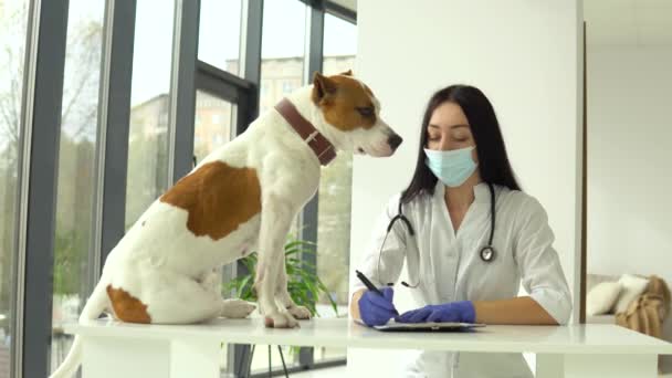 Vet έλεγχο ένα λευκό κίτρινο amstaff στην κλινική. Έννοια φροντίδας ζώων — Αρχείο Βίντεο
