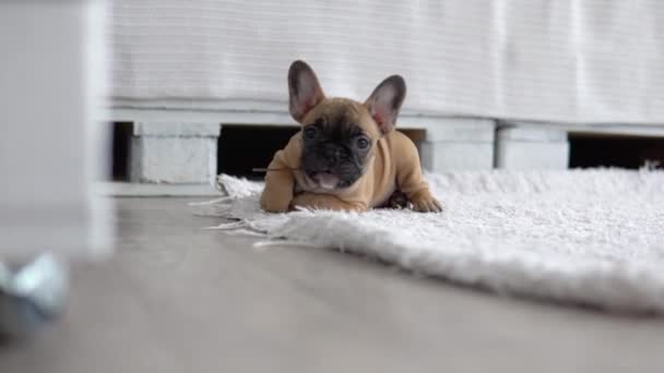 Hauska ranskalainen bulldog matolla valossa ja valoisassa huoneessa — kuvapankkivideo