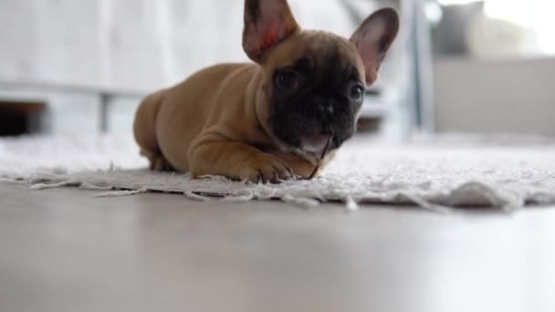 Hauska ranskalainen bulldog matolla valossa ja valoisassa huoneessa — kuvapankkivideo