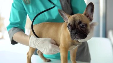 Veteriner kliniğinde küçük bir buldog. Veteriner kadın doktor köpeği steteskopla inceliyor. Veteriner tıbbı konsepti. Hayvan bakımı konsepti
