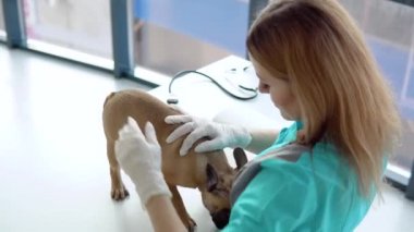 Veteriner kadın veteriner veteriner kliniğinde köpeği muayene ediyor.