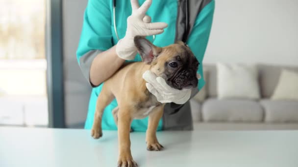 El primer plano de un veterinario femenino examina un pequeño bulldog francés. El perro sobre la mesa, una mujer es un veterinario haciendo un examen. concepto de cuidado de mascotas — Vídeos de Stock