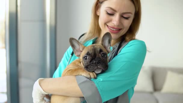 Жінка-ветеринарний лікар з маленьким французьким бульдогом у ветеринарній клініці після огляду. Концепція догляду за домашніми тваринами — стокове відео