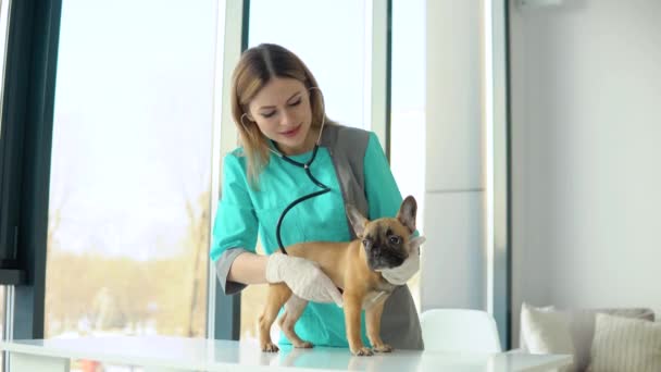 Médica veterinária examinando bulldog francês por estetoscópio na clínica veterinária. Conceito de medicina veterinária. Conceito de cuidado animal — Vídeo de Stock
