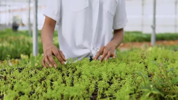 白いシャツを着たアフリカ系アメリカ人の少女は、温室内の植物の苗の状態を調べます。手の動きのクローズアップ — ストック動画