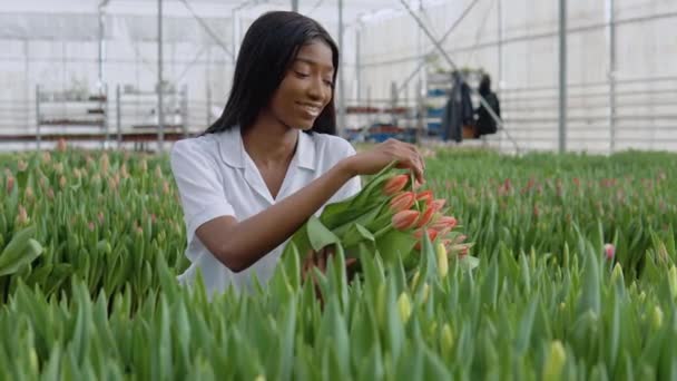 Beautiful young African American girl in a white shirt sits among the tulips in the greenhouse with a lush bouquet of blooming coral tulips in her hands. Florist admires the flowers of tulips — Stock Video
