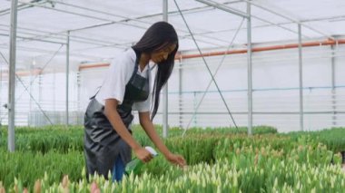 Beyaz gömlek ve siyah önlükle uzun düz saçlı güzel Afrikalı Amerikalı çiçekçi beyaz lalelere su sıçratıyor.