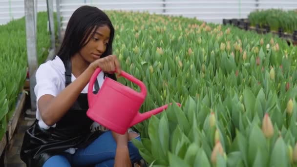 Uma jovem florista afro-americana se senta entre fileiras de tulipas rosa e as rega com uma lata de rega. Estufa para o cultivo de flores — Vídeo de Stock