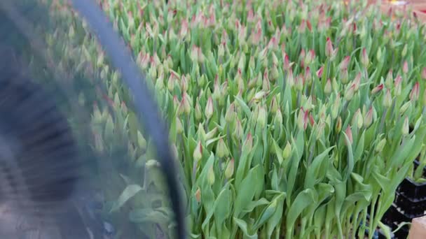 De ventilator blaast veel rode tulpen met ongeopende knoppen in de kas — Stockvideo
